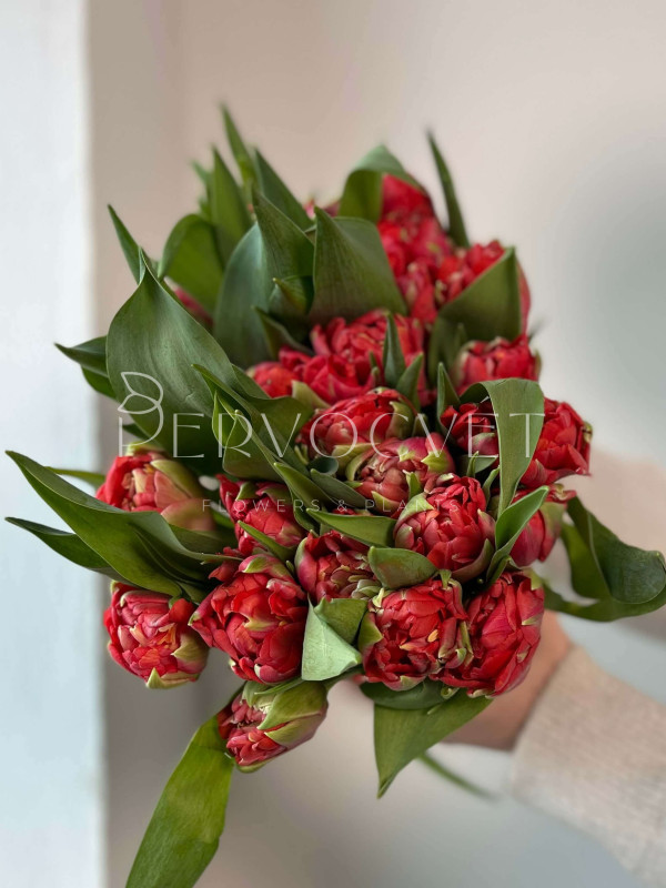 Тюльпан Красный Пионовидный