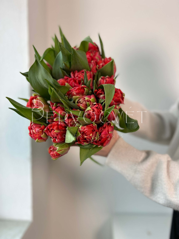 Тюльпан Красный Пионовидный