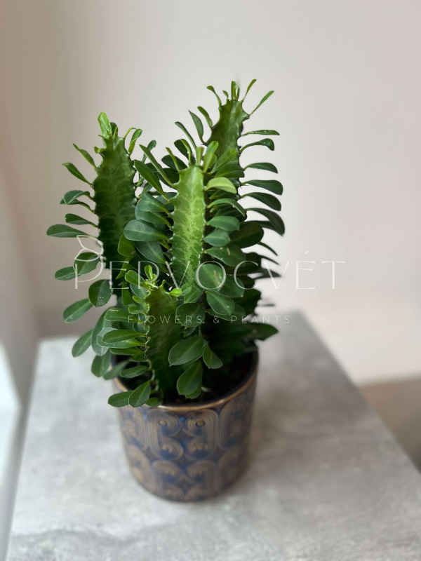 Эуфорбия Тригона 40 см