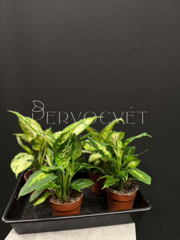 Диффенбахия Микс 40 см