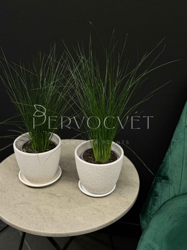 Джункус (Юнкус) Пенсил Грасс 40 см