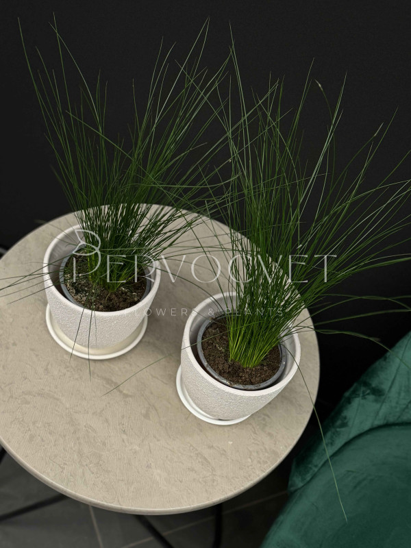 Джункус (Юнкус) Пенсил Грасс 40 см