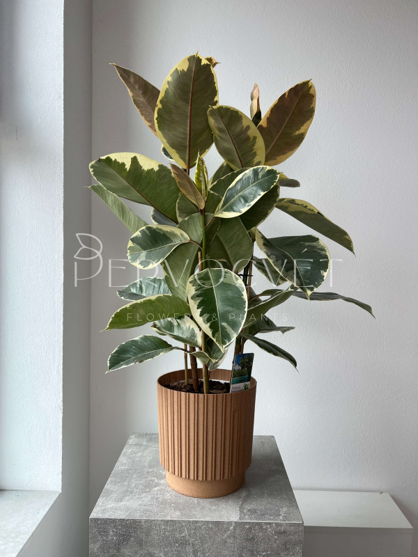 Фикус Эластика Тинеке 3 ствола 80 см