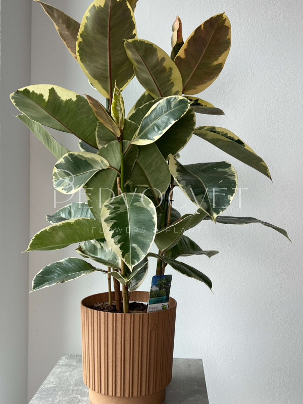 Фикус Эластика Тинеке 3 ствола 80 см