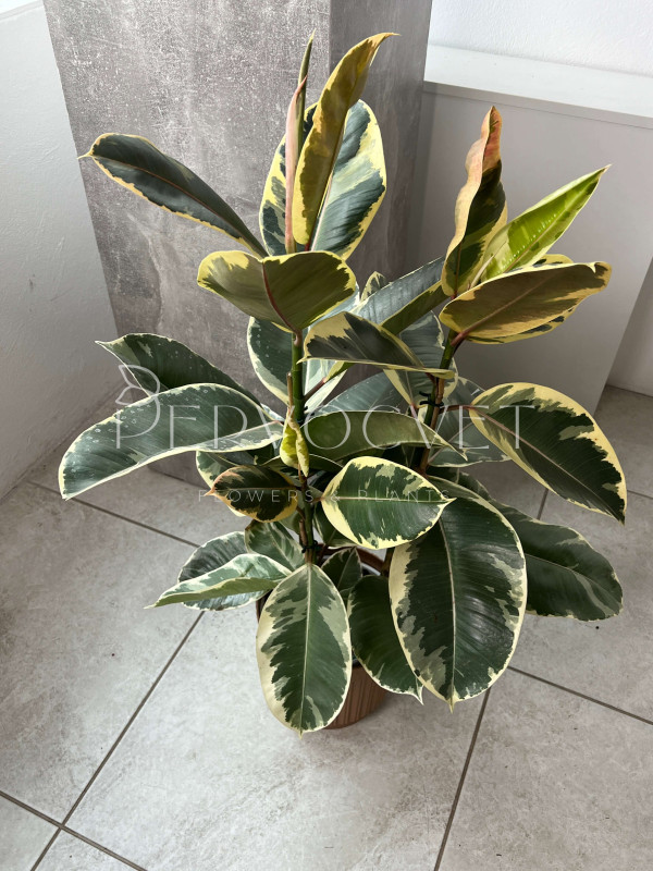 Фикус Эластика Тинеке 3 ствола 80 см