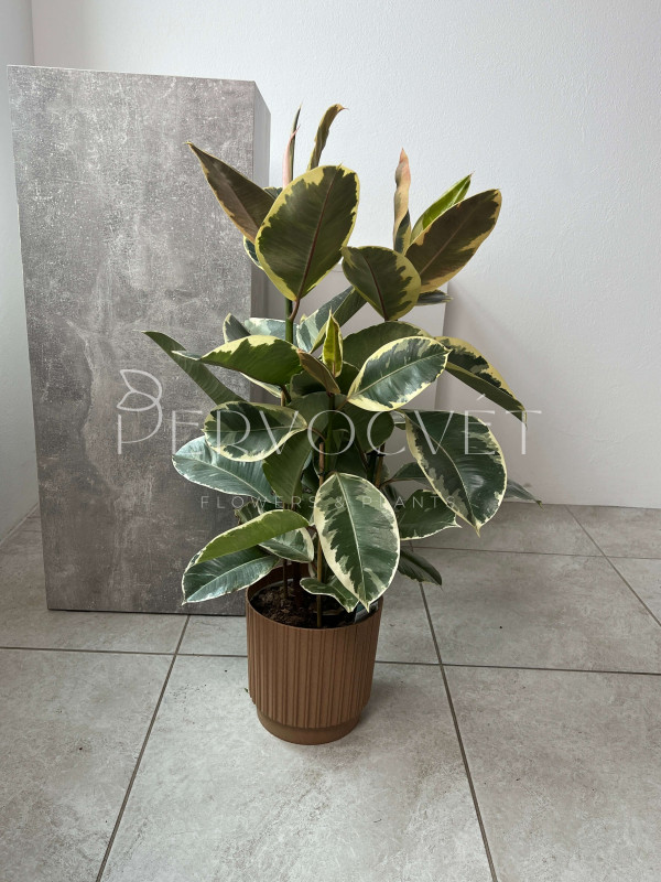 Фикус Эластика Тинеке 3 ствола 80 см