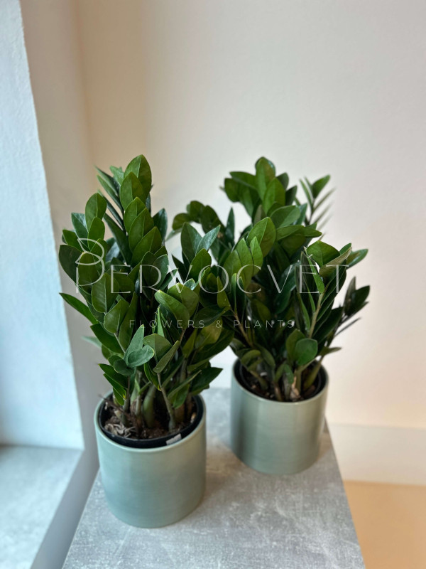 Замиокулькас Лоддигеза 50 см (d15 см)