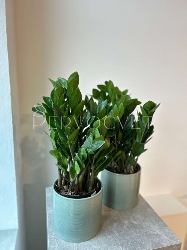 Замиокулькас Лоддигеза 50 см (d15 см)