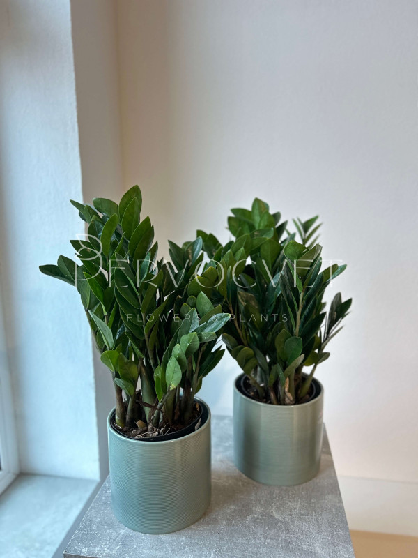 Замиокулькас Лоддигеза 50 см (d15 см)