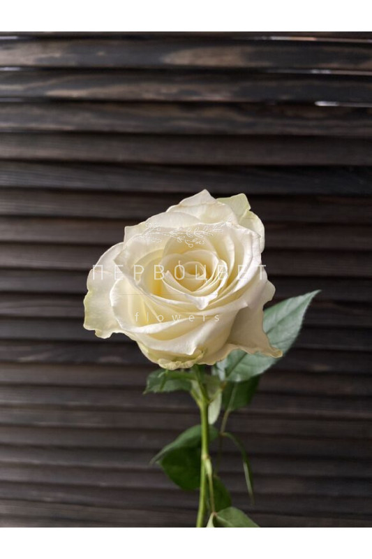 Роза белая 
