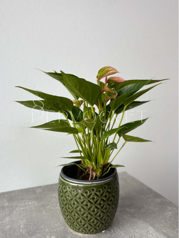 Антуриум Кенди 30 см