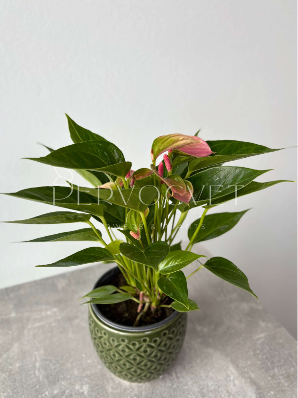 Антуриум Кенди 30 см