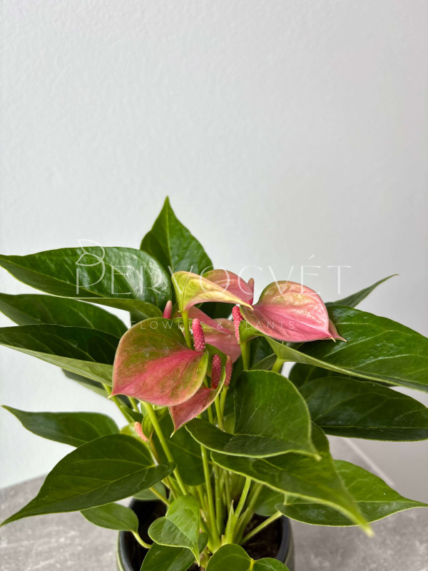 Антуриум Кенди 30 см