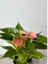 Антуриум Кенди 30 см