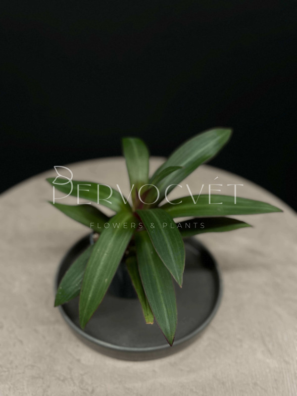 Традесканция Ситара 18 см