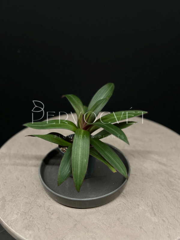 Традесканция Ситара 18 см