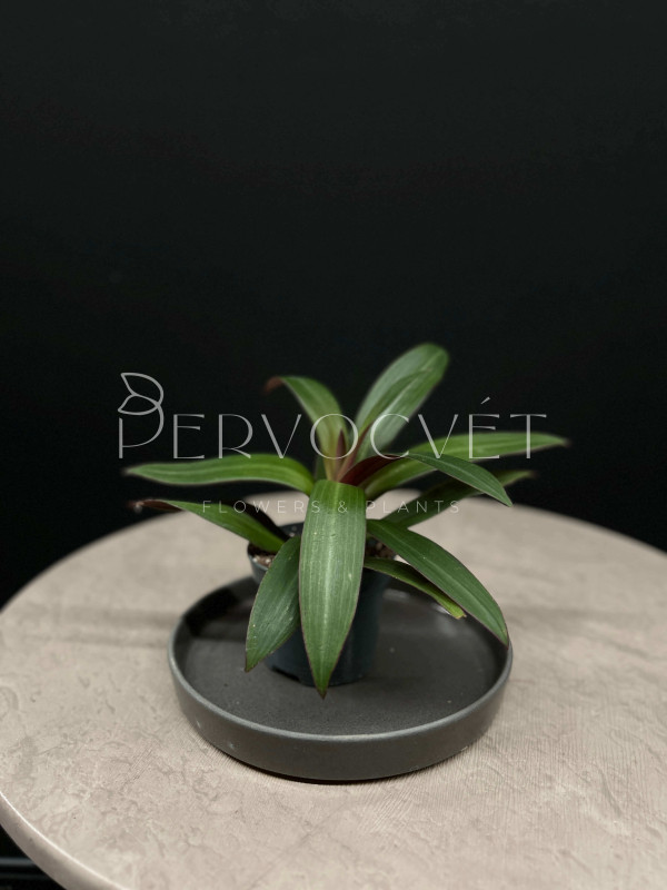 Традесканция Ситара 18 см