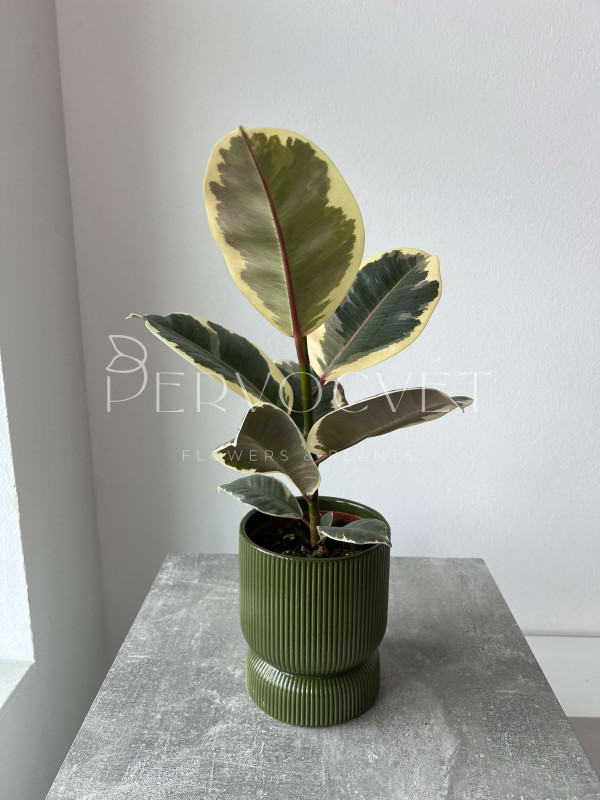 Фикус Эластика Тинеке 40 см