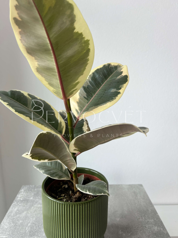 Фикус Эластика Тинеке 40 см