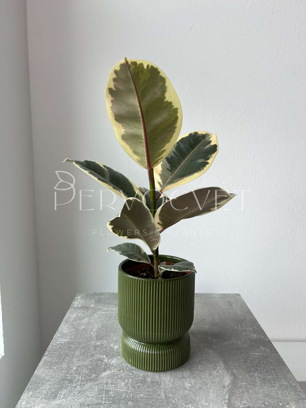 Фикус Эластика Тинеке 40 см