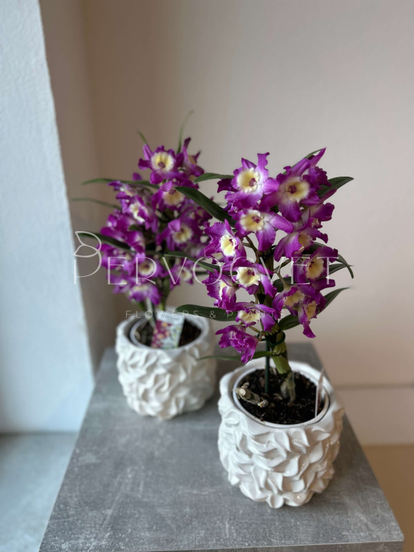 Орхидея Дендробиум Фиолетовая 50 см