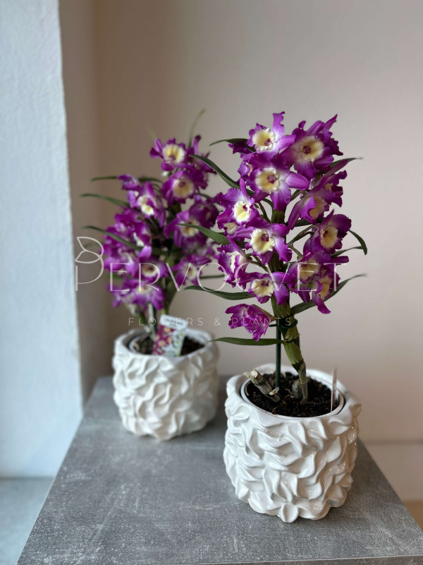 Орхидея Дендробиум Фиолетовая 50 см