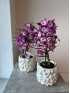 Орхидея Дендробиум Фиолетовая 50 см