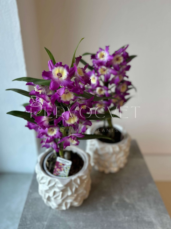 Орхидея Дендробиум Фиолетовая 50 см