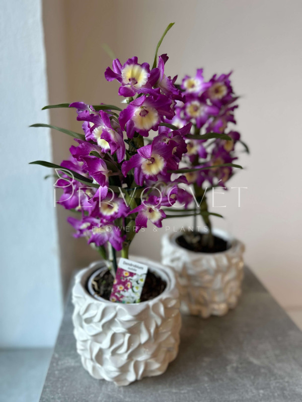 Орхидея Дендробиум Фиолетовая 50 см