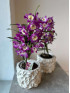 Орхидея Дендробиум Фиолетовая 50 см