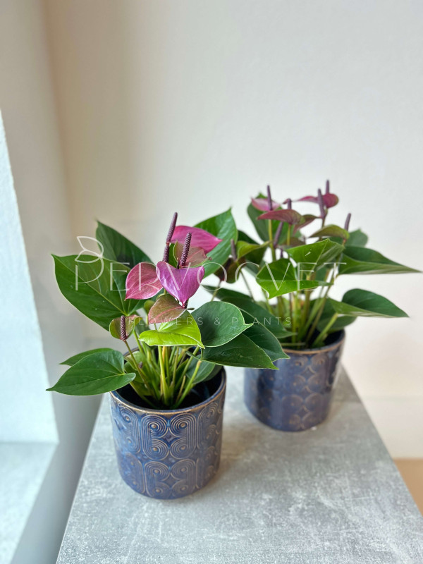 Антуриум Сирано 30 см