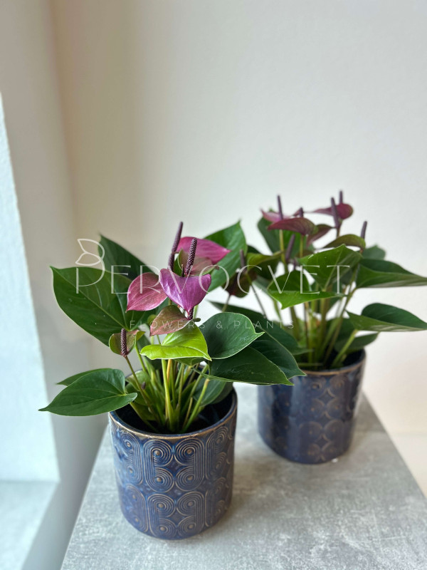 Антуриум Сирано 30 см