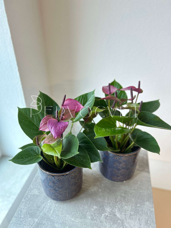 Антуриум Сирано 30 см