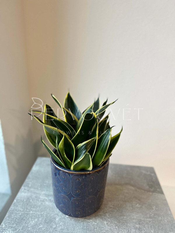 Сансевиерия Лотус Ханни 30 см