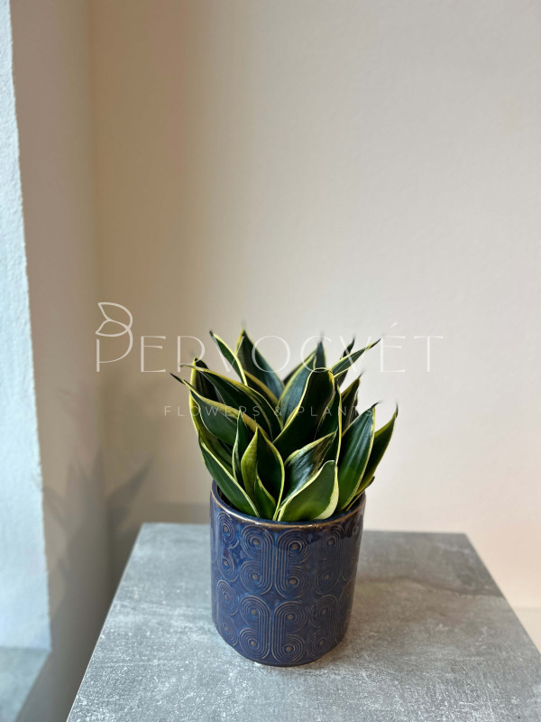 Сансевиерия Лотус Ханни 30 см