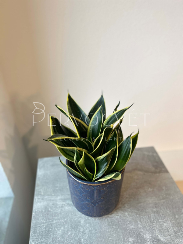 Сансевиерия Лотус Ханни 30 см