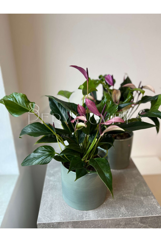 Антуриум Зизу 40 см