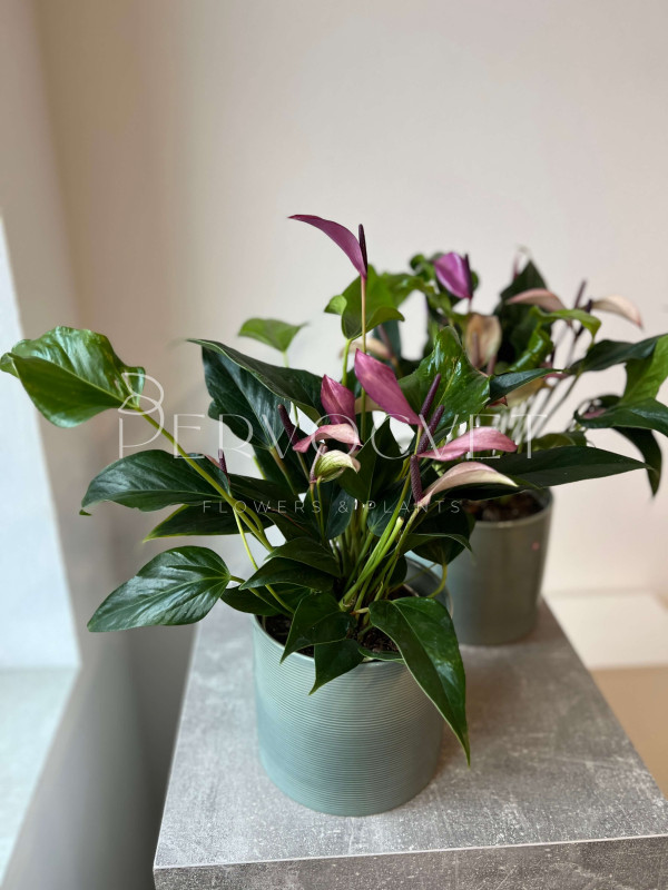 Антуриум Зизу 40 см