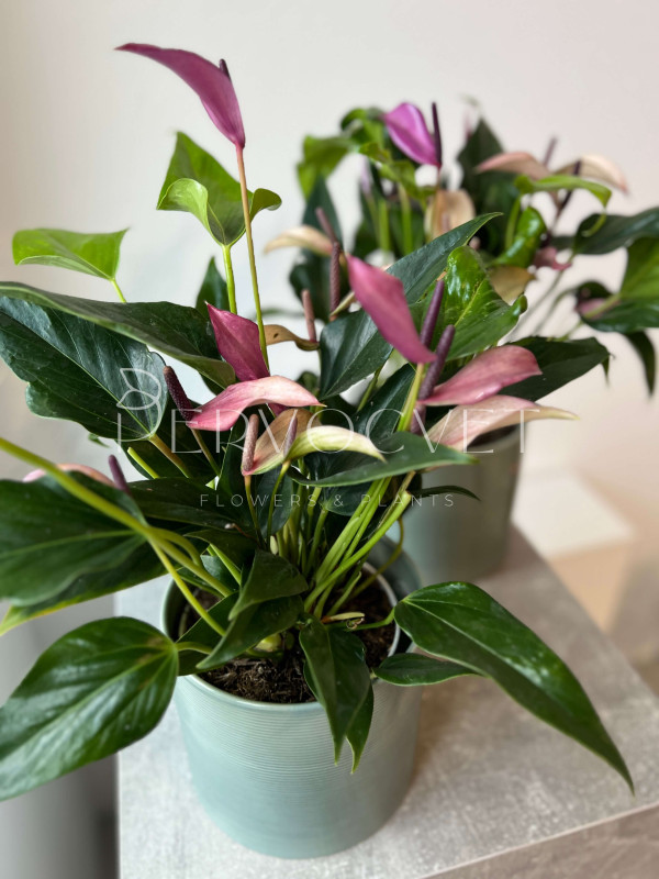 Антуриум Зизу 40 см