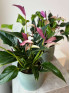 Антуриум Зизу 40 см