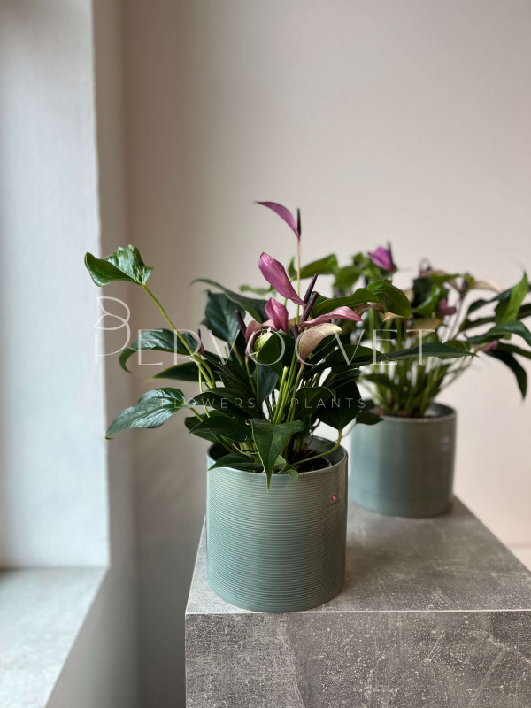 Антуриум Зизу 40 см