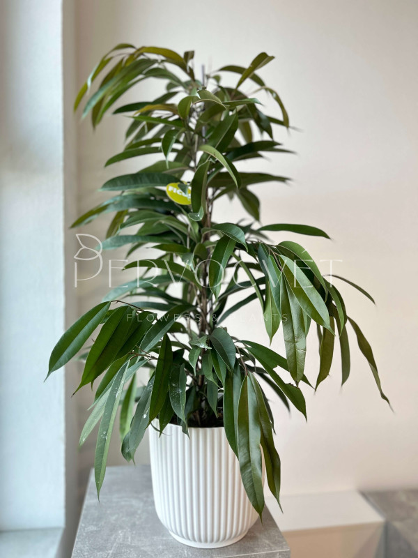 Фикус Амстел Кинг 120 см