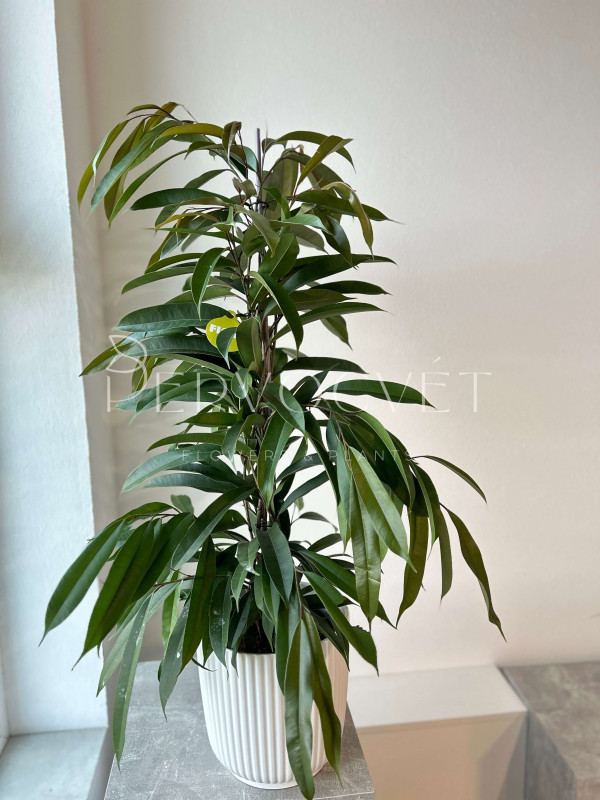 Фикус Амстел Кинг 120 см