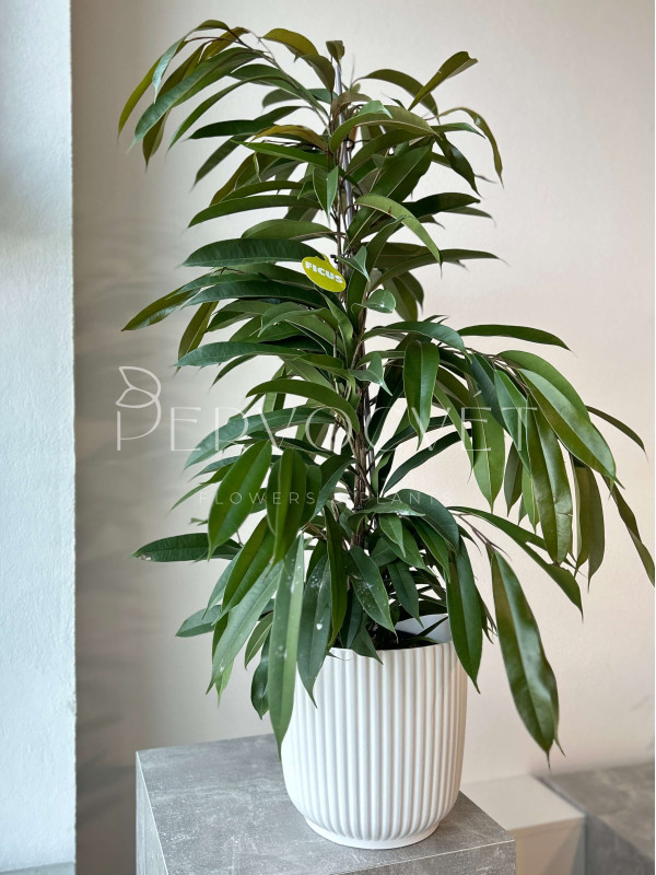 Фикус Амстел Кинг 120 см