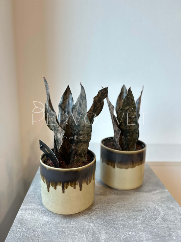 Сансевиерия Стар Каньон Гранит 30 см