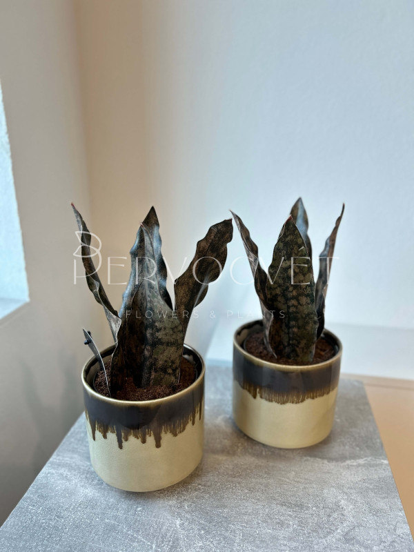 Сансевиерия Стар Каньон Гранит 30 см