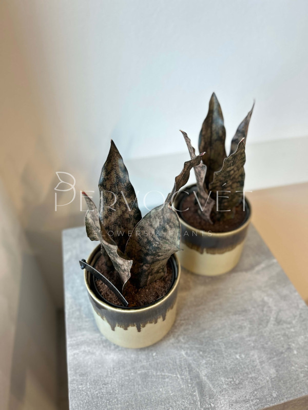 Сансевиерия Стар Каньон Гранит 30 см