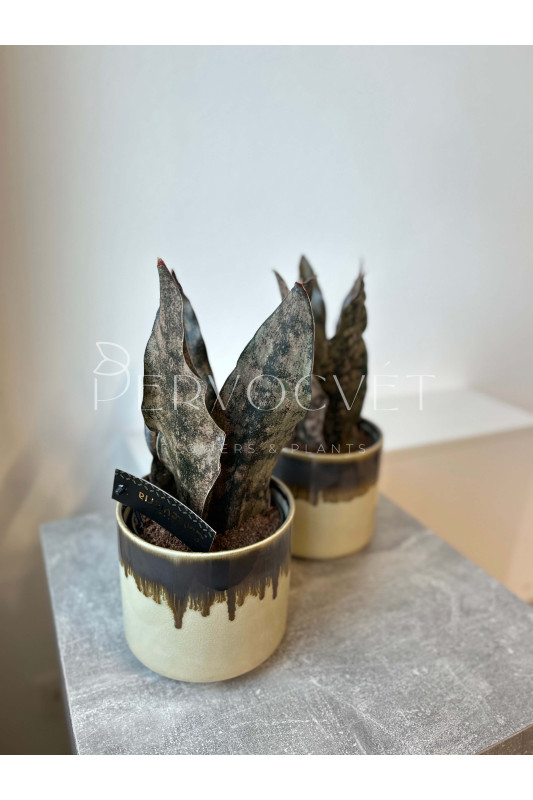 Сансевиерия Стар Каньон Гранит 30 см