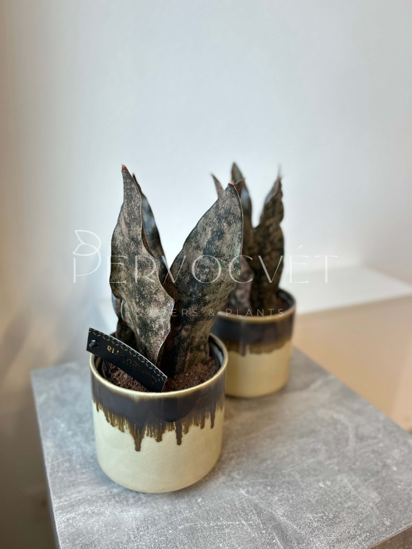 Сансевиерия Стар Каньон Гранит 30 см