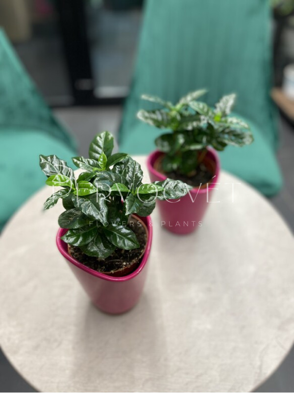 Кофе Арабика 15 см